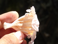 Radermachera gigantea