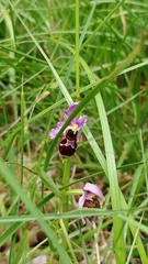 Ophrys scolopax