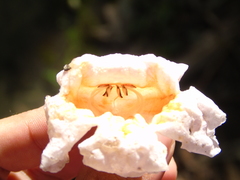 Radermachera gigantea