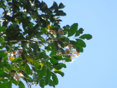 Radermachera gigantea