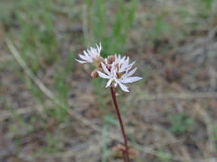 Lithophragma glabrum