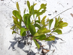 Geobalanus oblongifolius