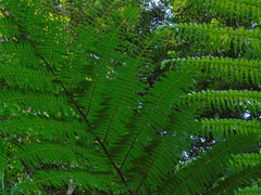 Cyatheaceae