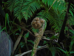 Cyatheaceae