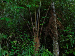 Cyatheaceae