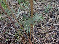 Lithophragma glabrum