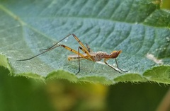 Micropeza stigmatica