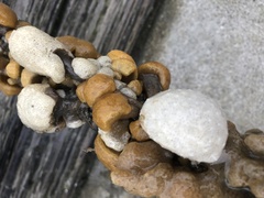 Distaplia occidentalis