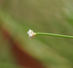 Laxmannia compacta