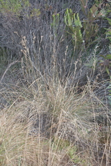 Cymbopogon marginatus