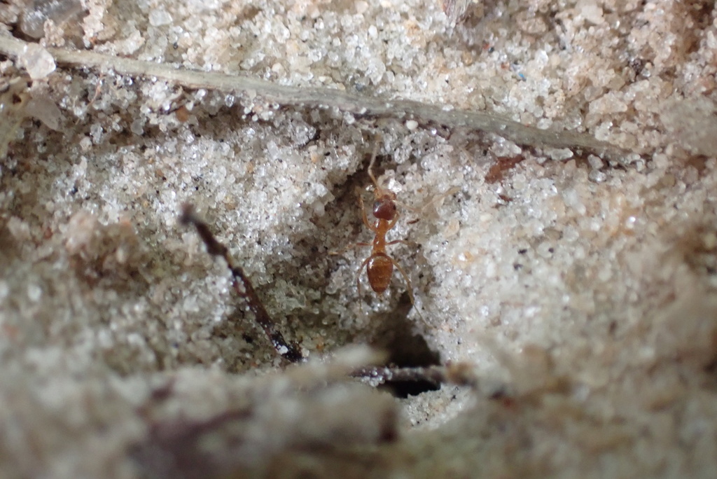 Sand-loving Crazy Ant