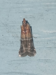 Moodna pallidostrinella