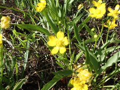 Ranunculus alismifolius