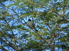 Pycnonotus aurigaster