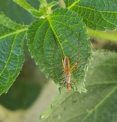 Micropeza stigmatica