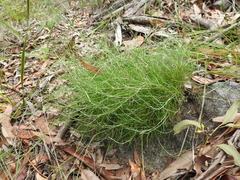 Laxmannia compacta