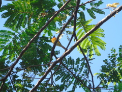 Pericrocotus cinnamomeus