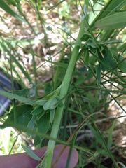 Melilotus officinalis