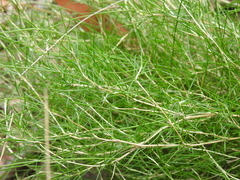 Laxmannia compacta