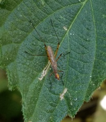 Micropeza stigmatica