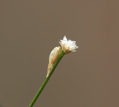 Laxmannia compacta