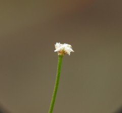 Laxmannia compacta