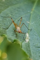 Micropeza stigmatica