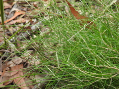 Laxmannia compacta