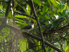 Pycnonotus aurigaster