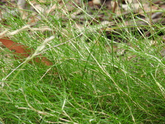 Laxmannia compacta