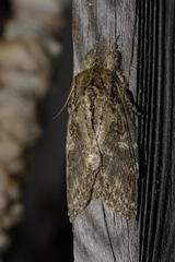 Peridea anceps