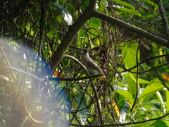 Pycnonotus aurigaster