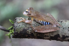 Boana calcarata
