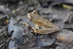 Boana calcarata