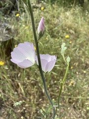 Sidalcea robusta