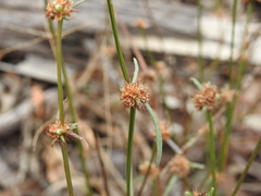 Spermacoce brachystema