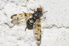 Otites porcus