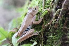 Boana calcarata