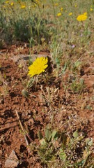 Crepis pterothecoides