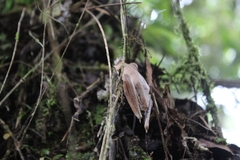 Boana calcarata