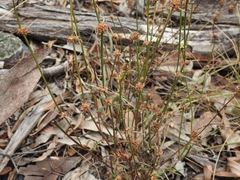 Spermacoce brachystema