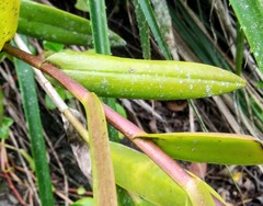 Epidendrum ackermanii