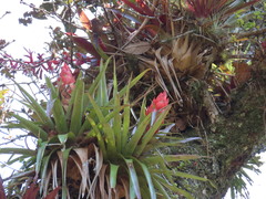 Tillandsia ponderosa