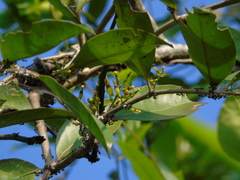 Macrosolen cochinchinensis