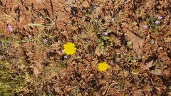 Crepis pterothecoides