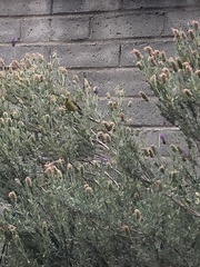 Spinus psaltria