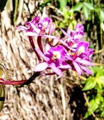 Epidendrum ackermanii