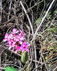 Epidendrum ackermanii