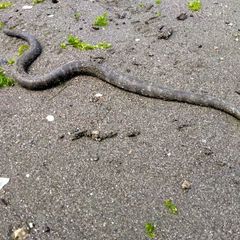 Acrochordus granulatus