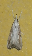 Evergestis isatidalis